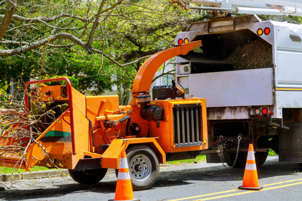 Best Stump Grinding Near Me  in Loudonville, OH